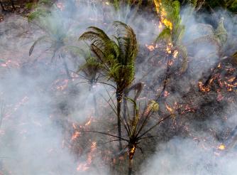 Fire spreads among babassu coconut palm trees in the municipality of Timbiras, within the Alegria/Campestre territory (Lago do Junco, Maranhão, Brazil)